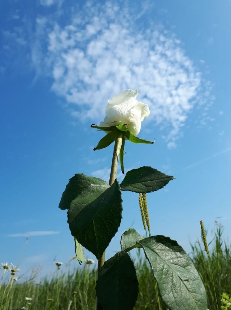 white rose